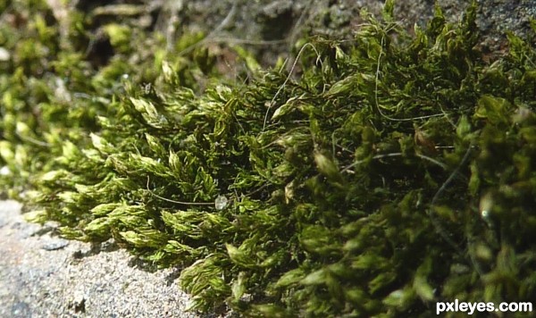 green on the concrete